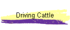 Driving Cattle