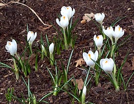 Crocus
