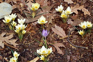 More Snow Crocus