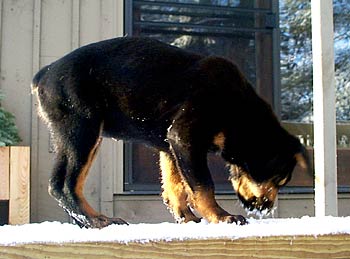 Sonia's first snow