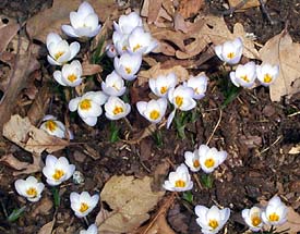 Snow Crocus