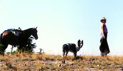 bea1-seel.jpg (20319 bytes)
