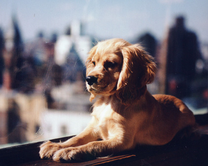 Dana as a Puppy