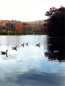 Ducks