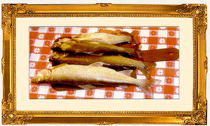 The Fish !