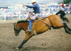 at the Rodeo