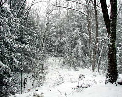 View of the Backyard