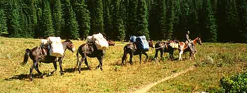 Muletrain