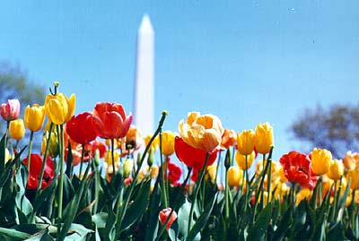 Washington Memorial